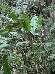 Heliconia spathocircinata