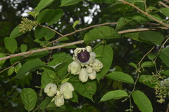 Passiflora riparia