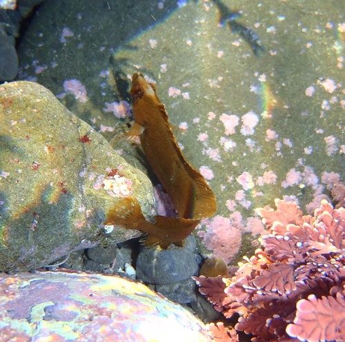 Ericentrus rubrus