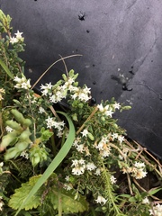 Acrothamnus montanus