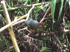 Pterorhinus mitratus