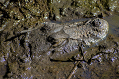 Caiman
