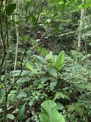 Heliconia spathocircinata