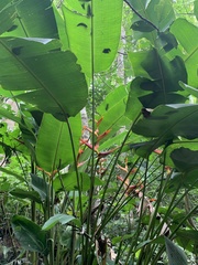 Heliconia spathocircinata