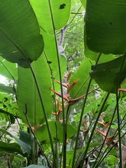 Heliconia spathocircinata