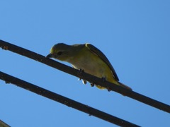 Euphonia chlorotica