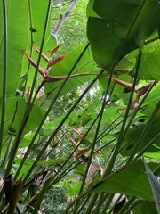 Heliconia spathocircinata