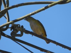Euphonia chlorotica