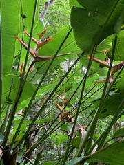 Heliconia spathocircinata