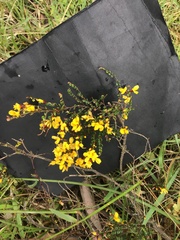 Bossiaea foliosa