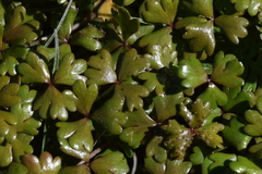 Puccinia hydrocotyles