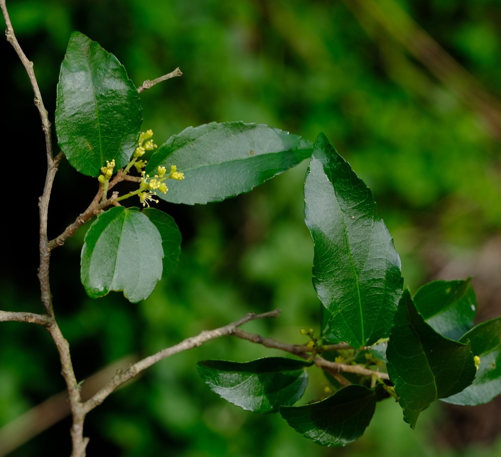 Small-Leaved Trimeria