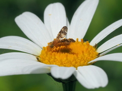 Oxyna flavipennis