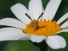Oxyna flavipennis