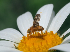 Oxyna flavipennis