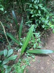 Philodendron crassinervium