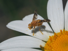 Oxyna flavipennis