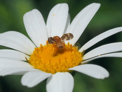 Oxyna flavipennis