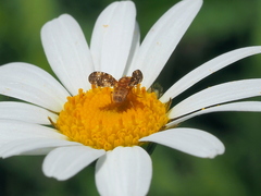 Oxyna flavipennis