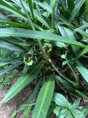 Philodendron crassinervium