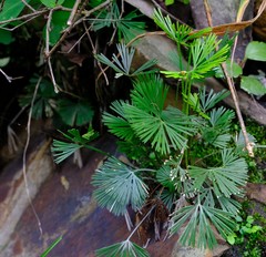 Actiniopteris radiata