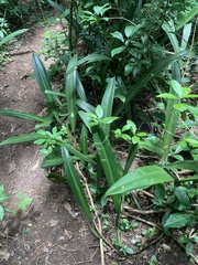 Philodendron crassinervium