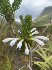Erica thomae