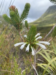 Erica thomae