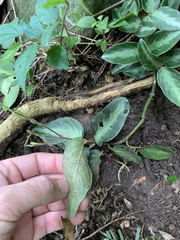 Chamaeranthemum beyrichii
