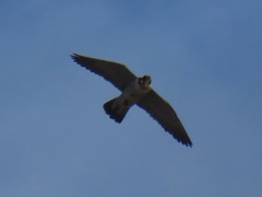 Falco peregrinus
