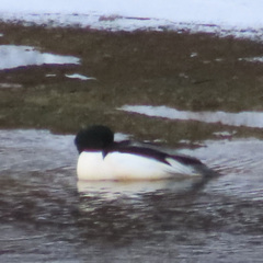 Mergus merganser