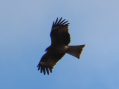 Milvus migrans lineatus