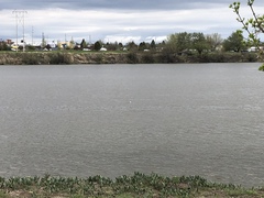 Leucophaeus pipixcan