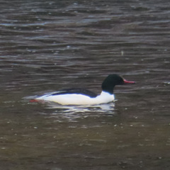 Mergus merganser