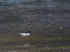 Mergus merganser