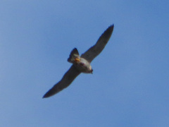 Falco peregrinus