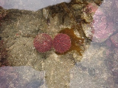 Pseudechinus magellanicus