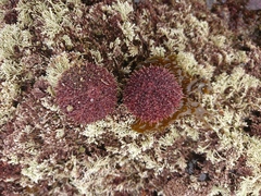 Pseudechinus magellanicus