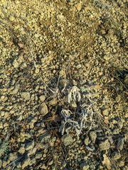 Sideritis catillaris