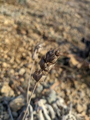 Sideritis catillaris