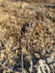 Sideritis catillaris