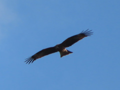 Milvus migrans lineatus