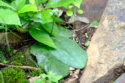 Luneberg African hyacinth (Resnova minor)
