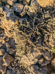 Genista albida