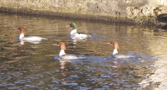 Mergus merganser