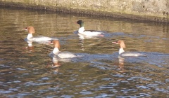 Mergus merganser