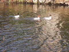 Mergus merganser