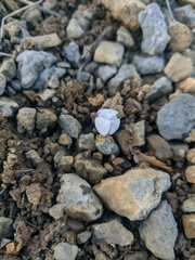 Colchicum triphyllum