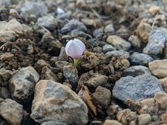 Colchicum triphyllum