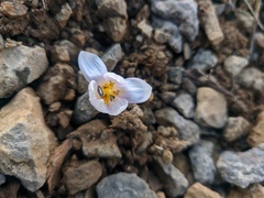 Colchicum triphyllum